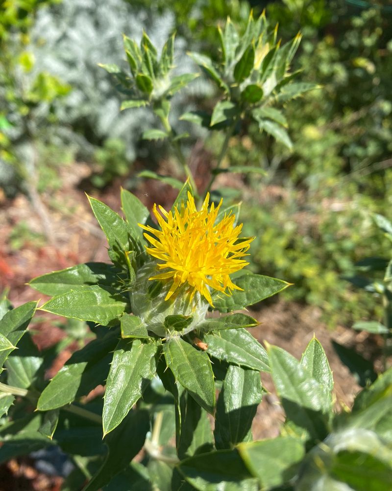 Safflower