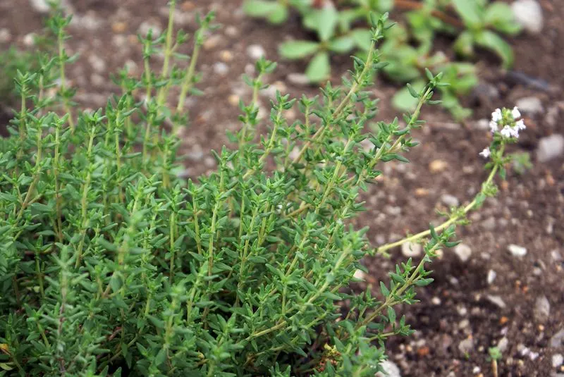 Thyme