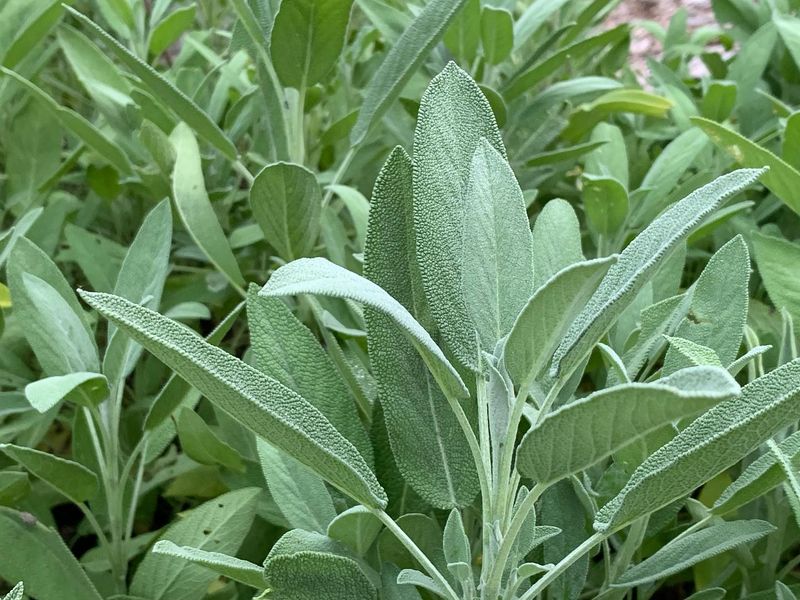 Sage