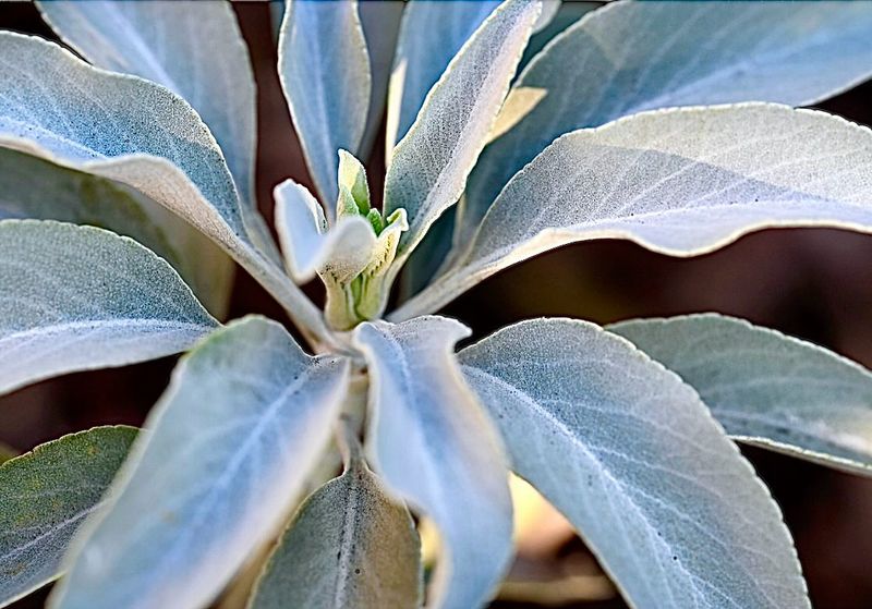 Sage