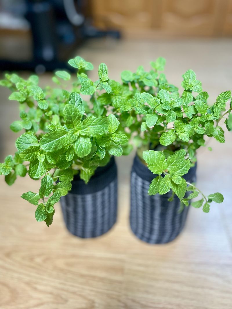 Peppermint