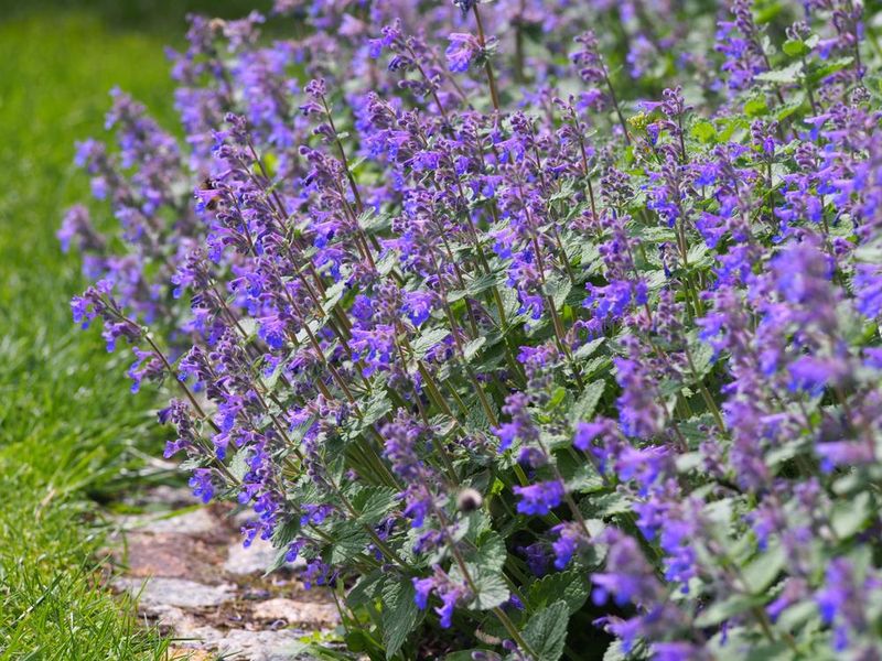 Catnip