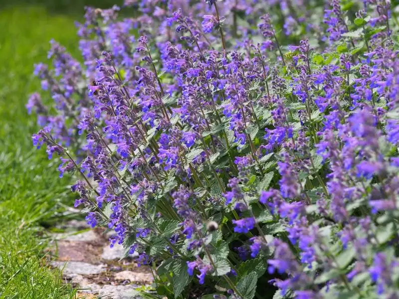 Catnip