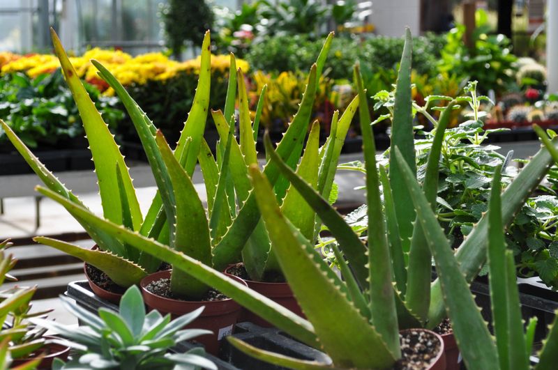 Aloe Vera