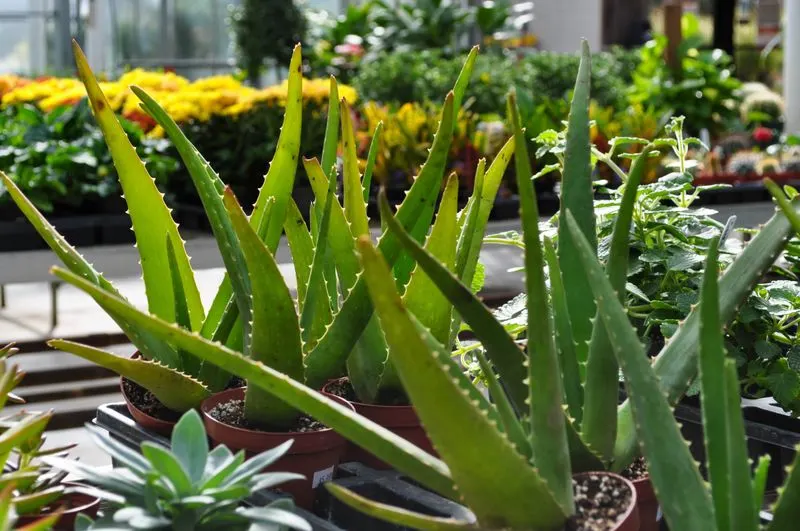 Aloe Vera