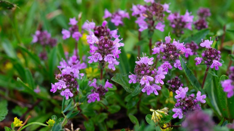 Thyme