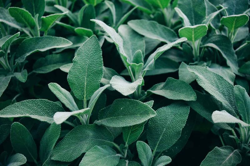 Sage