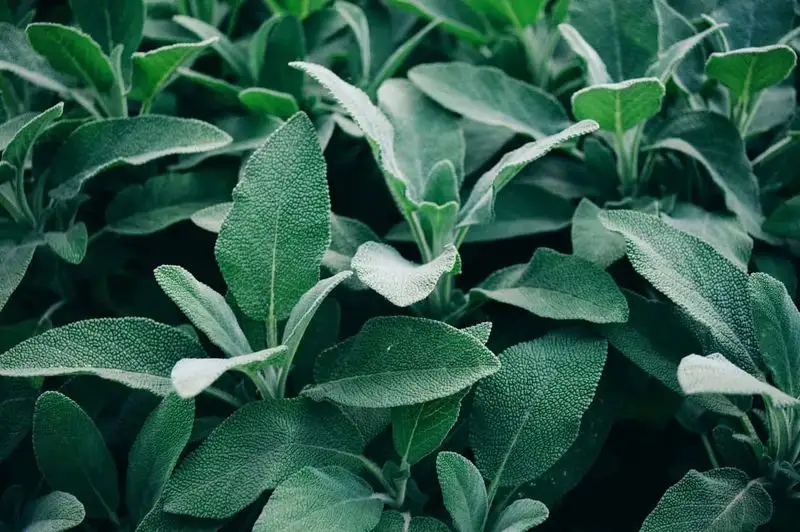 Sage