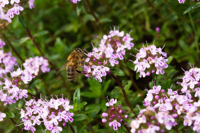 Thyme