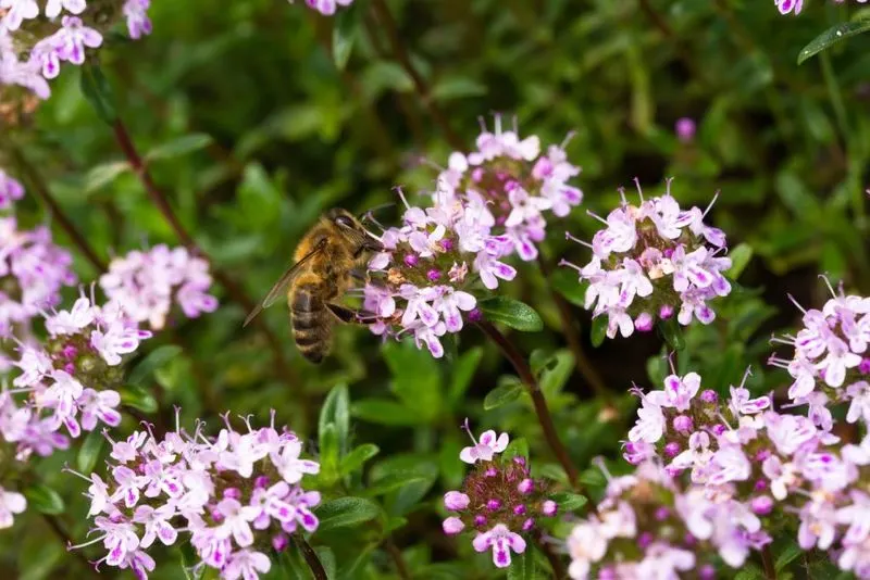 Thyme