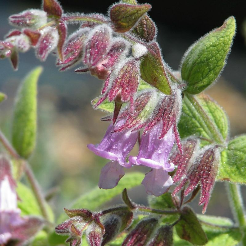 Sage