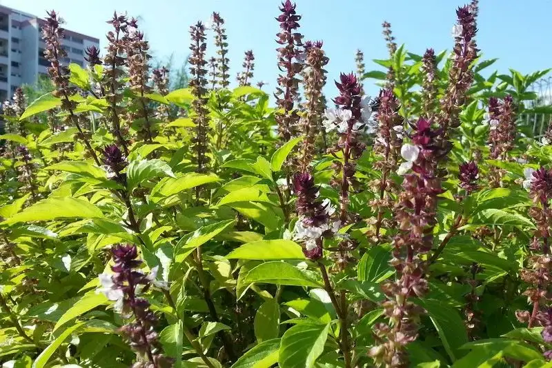 Basil (Thai)