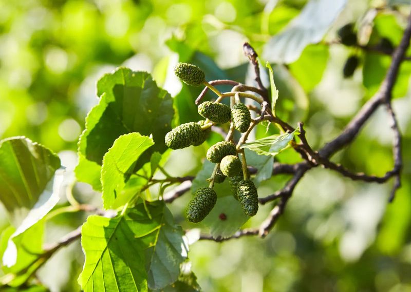 Alder