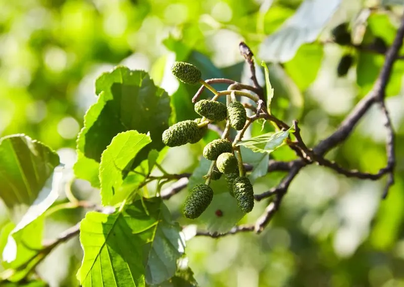 Alder