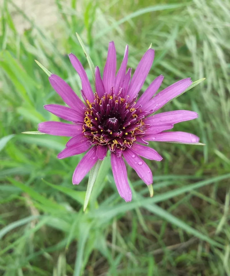 Salsify