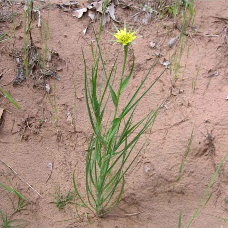 Salsify