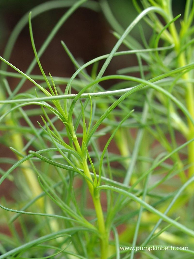 Salsola Soda