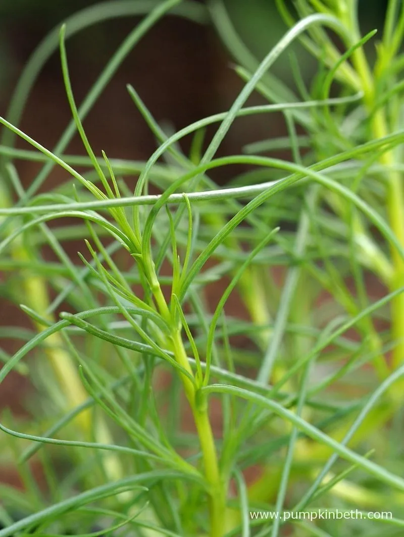 Salsola Soda