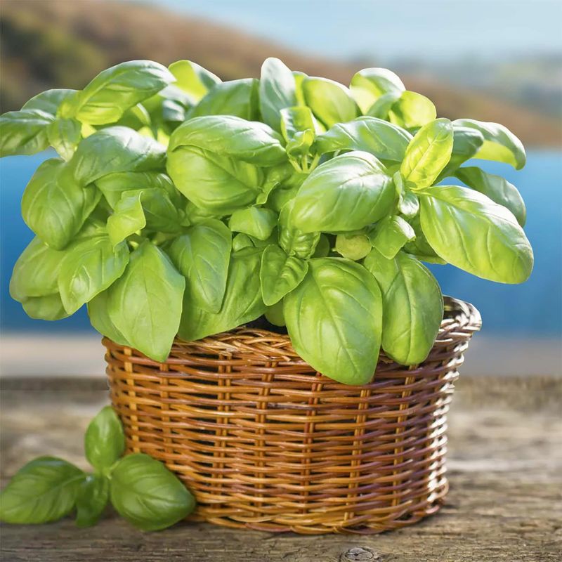 UV-Induced Flavonoid Boost