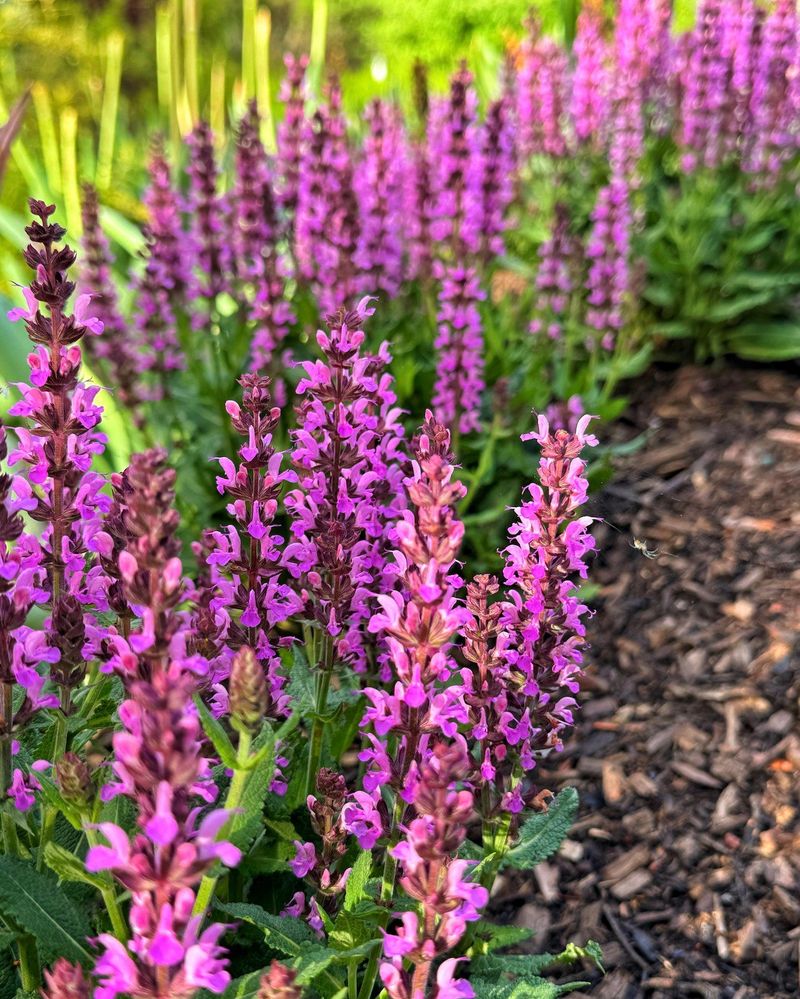 Salvia