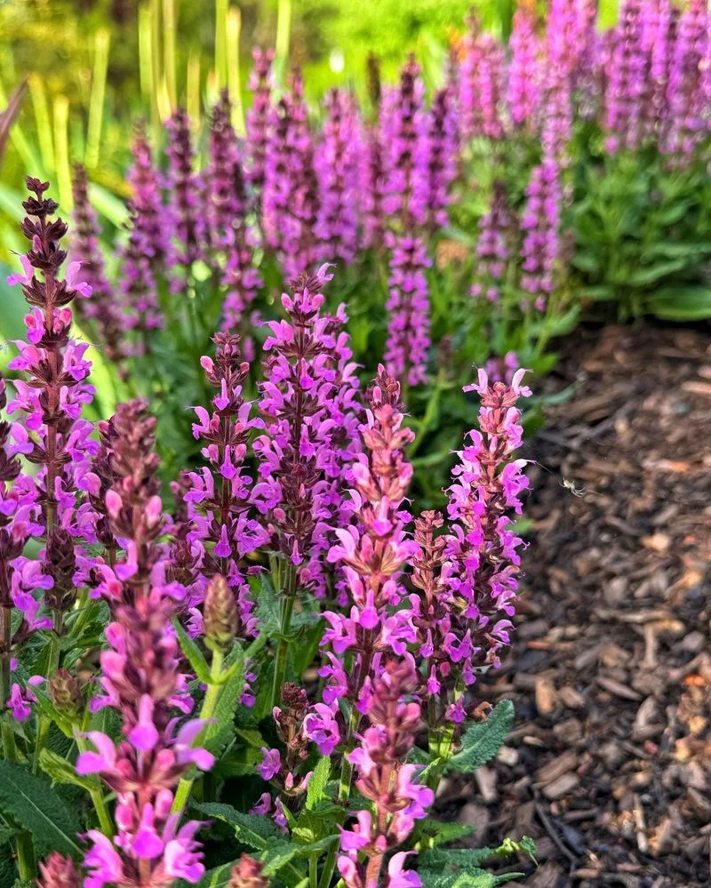 Salvia