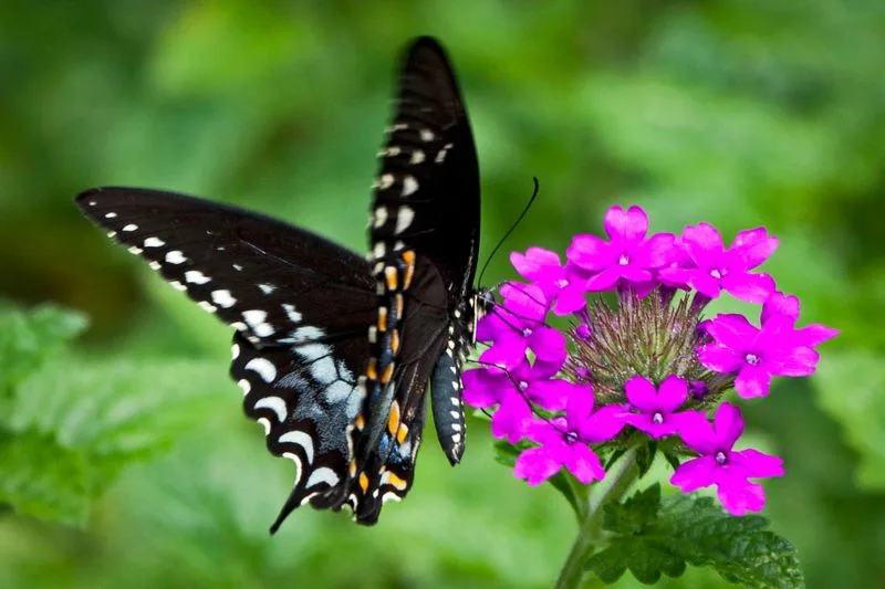 Verbena