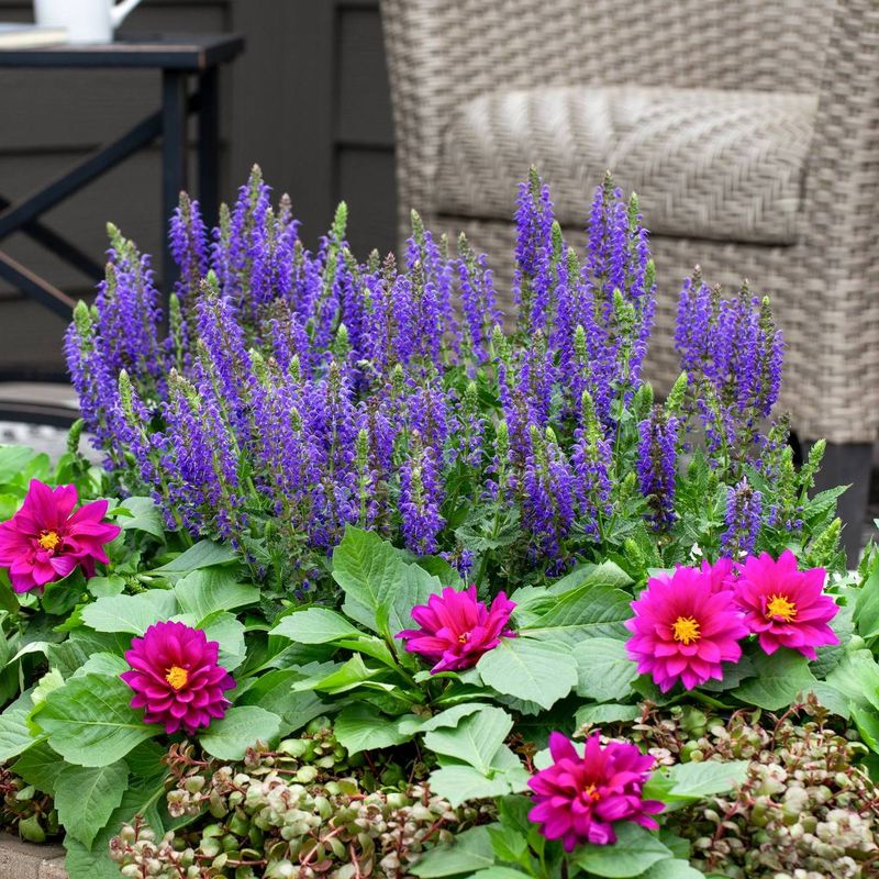 Salvia
