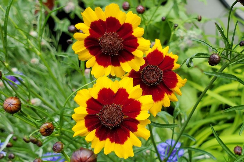 Coreopsis