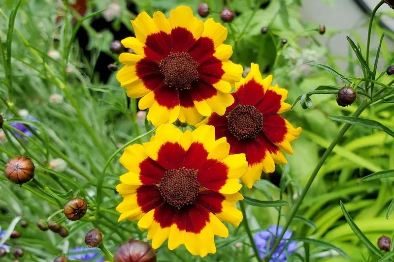 Coreopsis