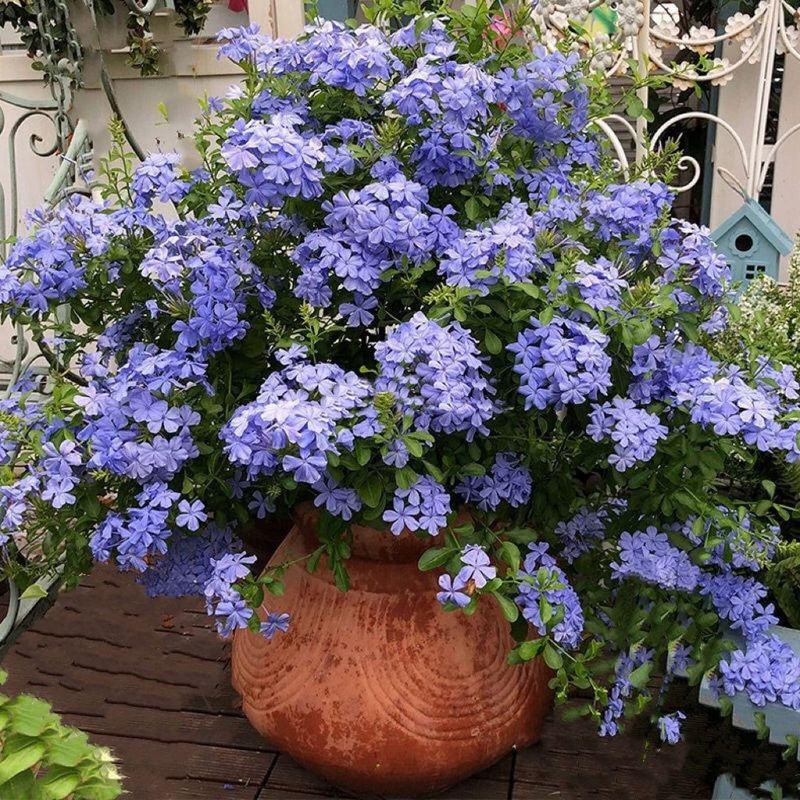 Plumbago