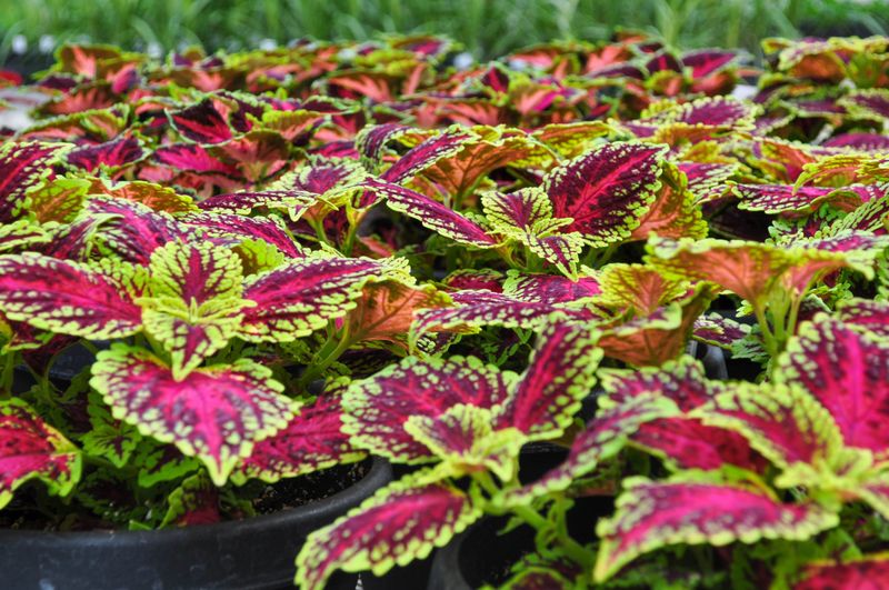 Coleus