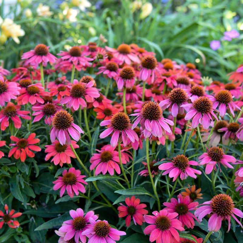 Coneflower