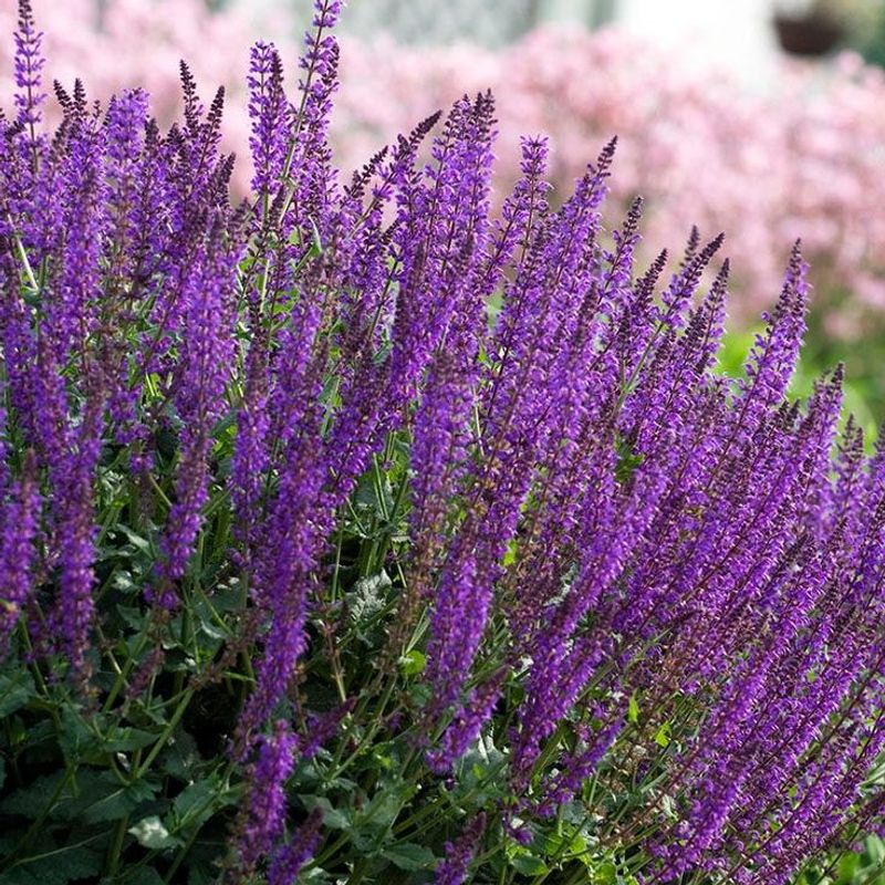 Salvia