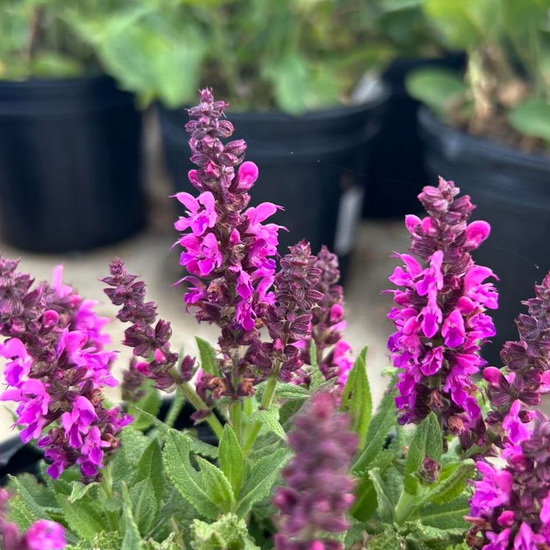 Salvia (Sage)