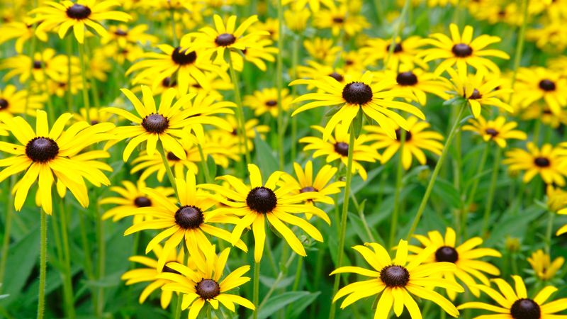 Black-Eyed Susan