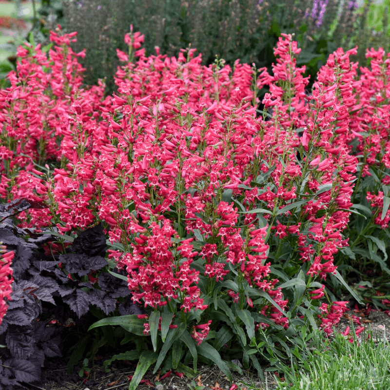 Penstemon