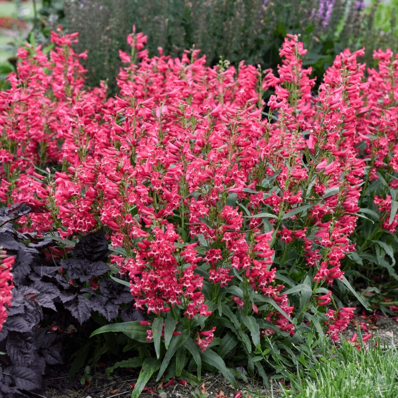 Penstemon