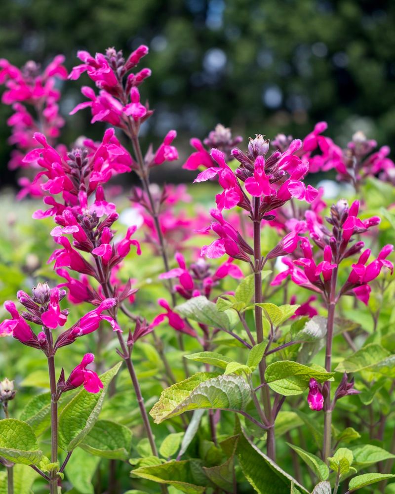 Salvias