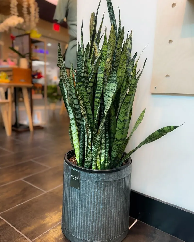 Sansevieria (Snake Plant)