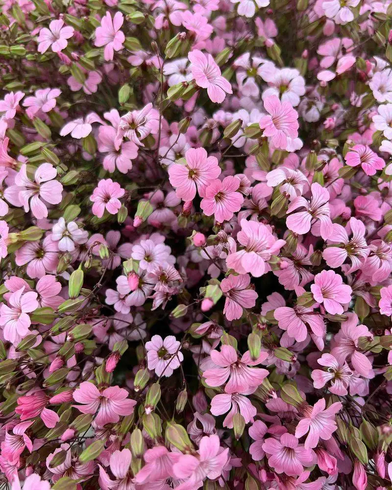 Saponaria (Soapwort)