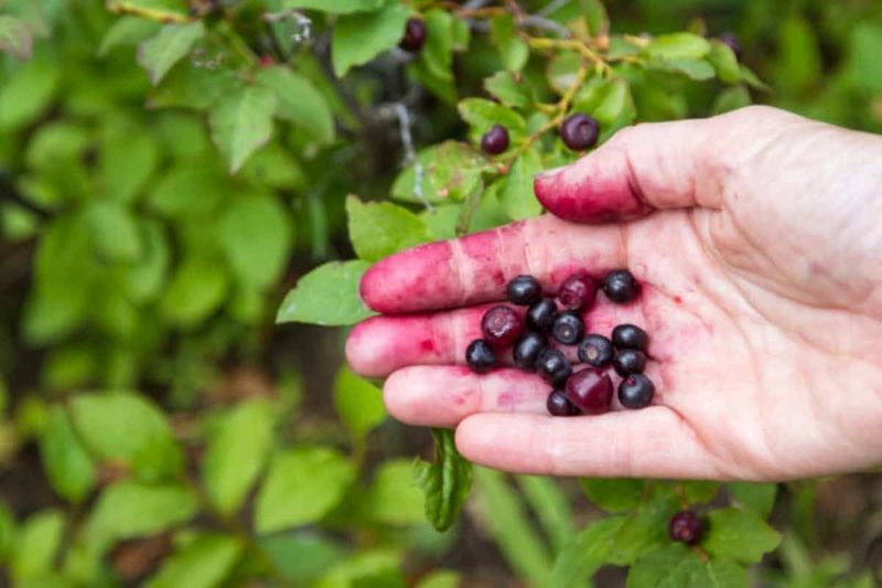 Huckleberry