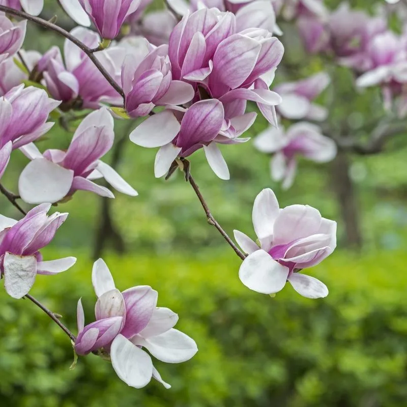 Saucer Magnolia