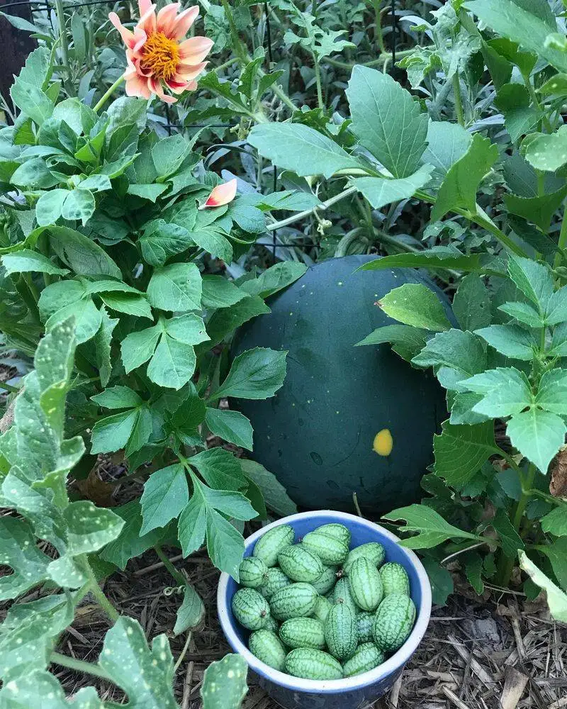 Save Seeds for Future Planting