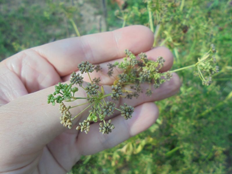 Saving Seeds for Future Planting