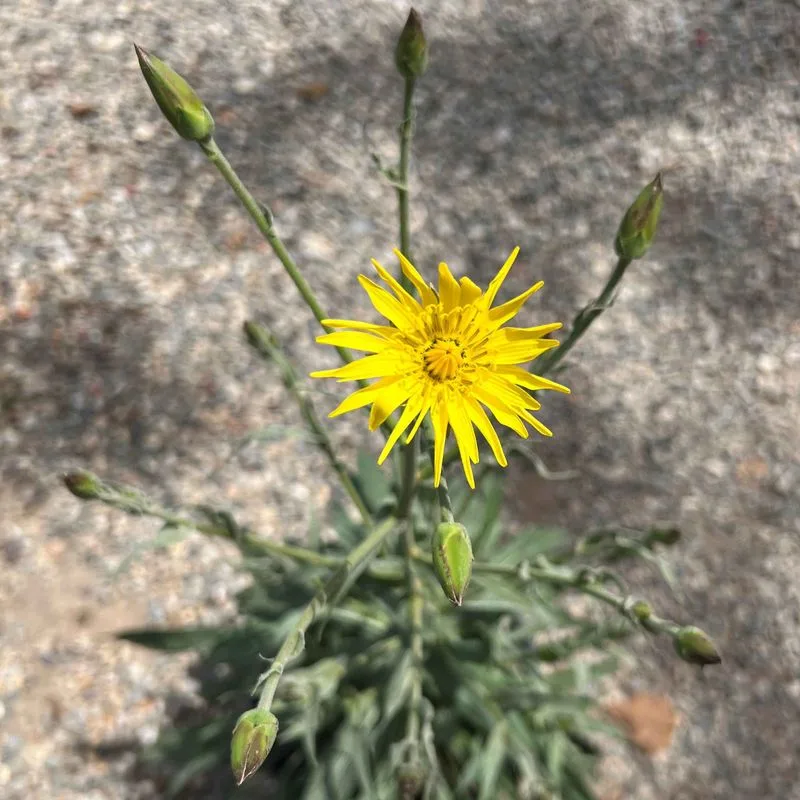 Scorzonera