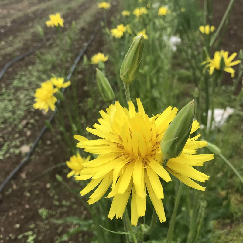 Scorzonera