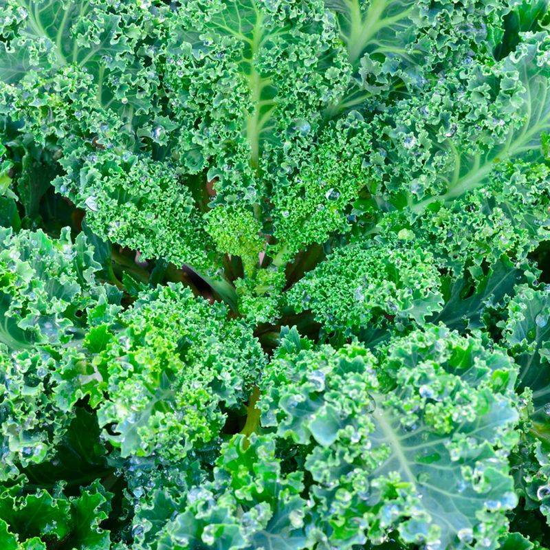 Scotch Kale