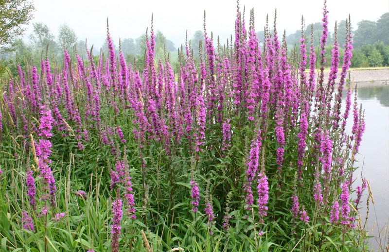 Loosestrife