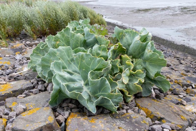 Sea Kale