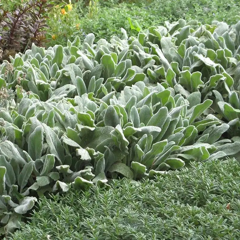 Lamb's Ear